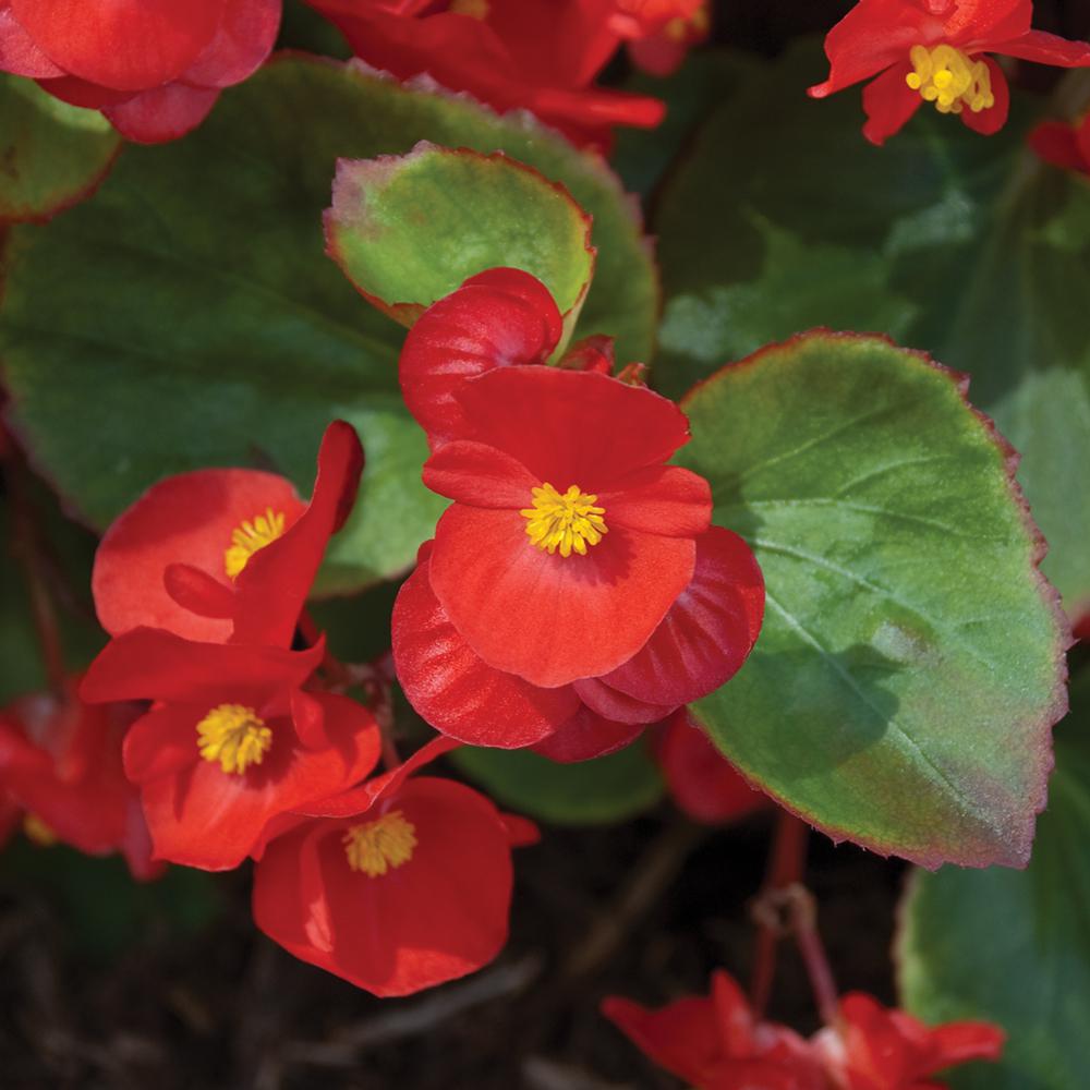 1.38Pint Green Leaf Red Begonia Plant19652 The Home Depot