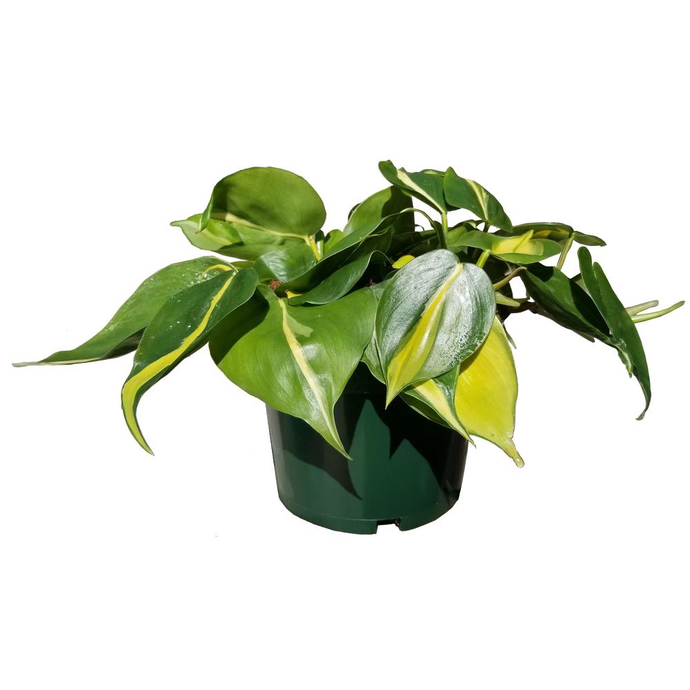 Unbranded Philodendron Brasil Plant in 6 in. Grower Pot-PhlBrl006 - The Home Depot