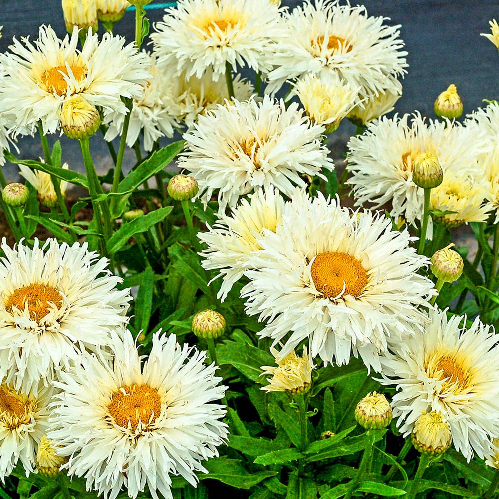 Spring Hill Nurseries 3 In Pot White Flowers Coconut Shasta Daisy Leucanthemum Live Potted Perennial Plant 1 Pack Spring Hill Nurseries 3 In Pot White Flowers Coconut Shasta Daisy Leucanthemum Live Potted Perennial Plant 1 Pack