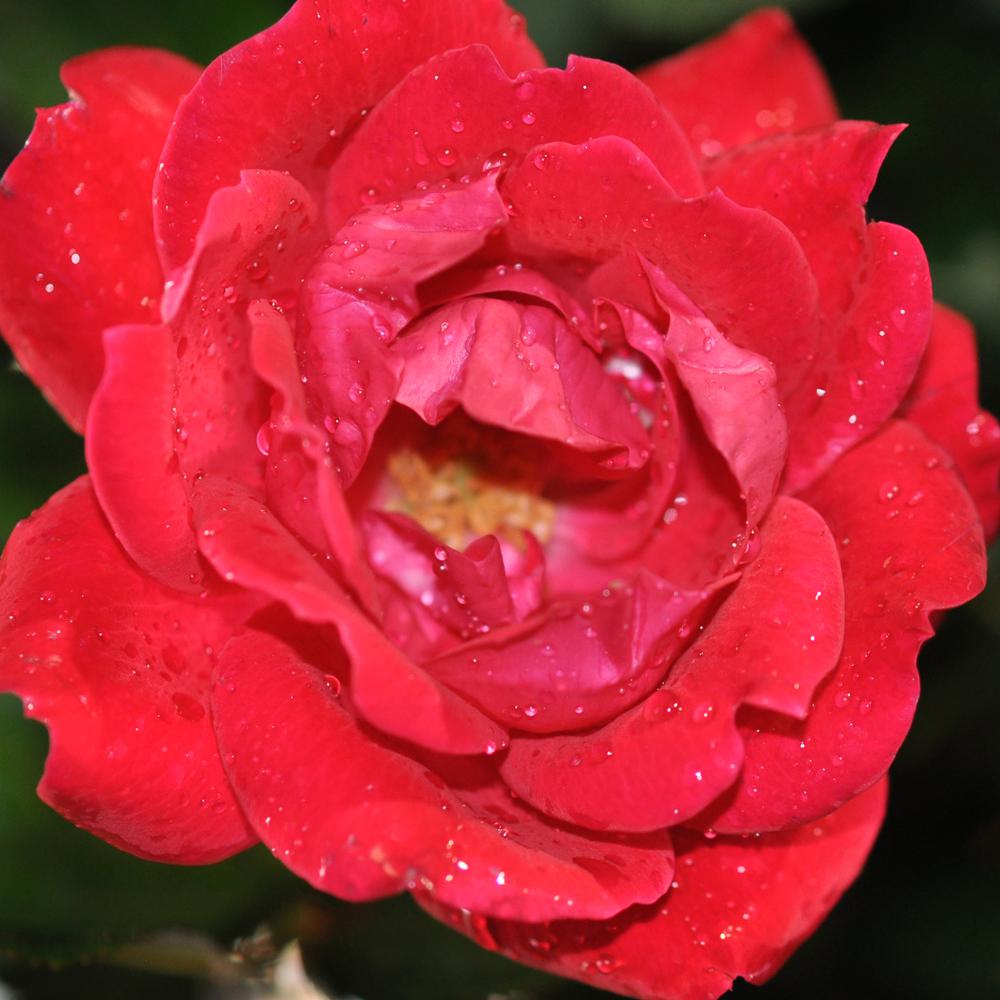 Shrub Rose Bushes Trees & Bushes The Home Depot