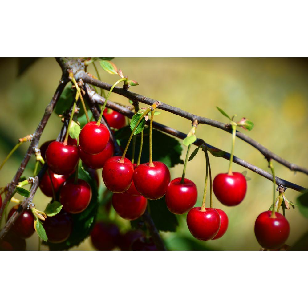 Online Orchards 3 ft. 4 ft. Tall BareRoot Montmorency Pie Cherry TreeFTCH008 The Home Depot