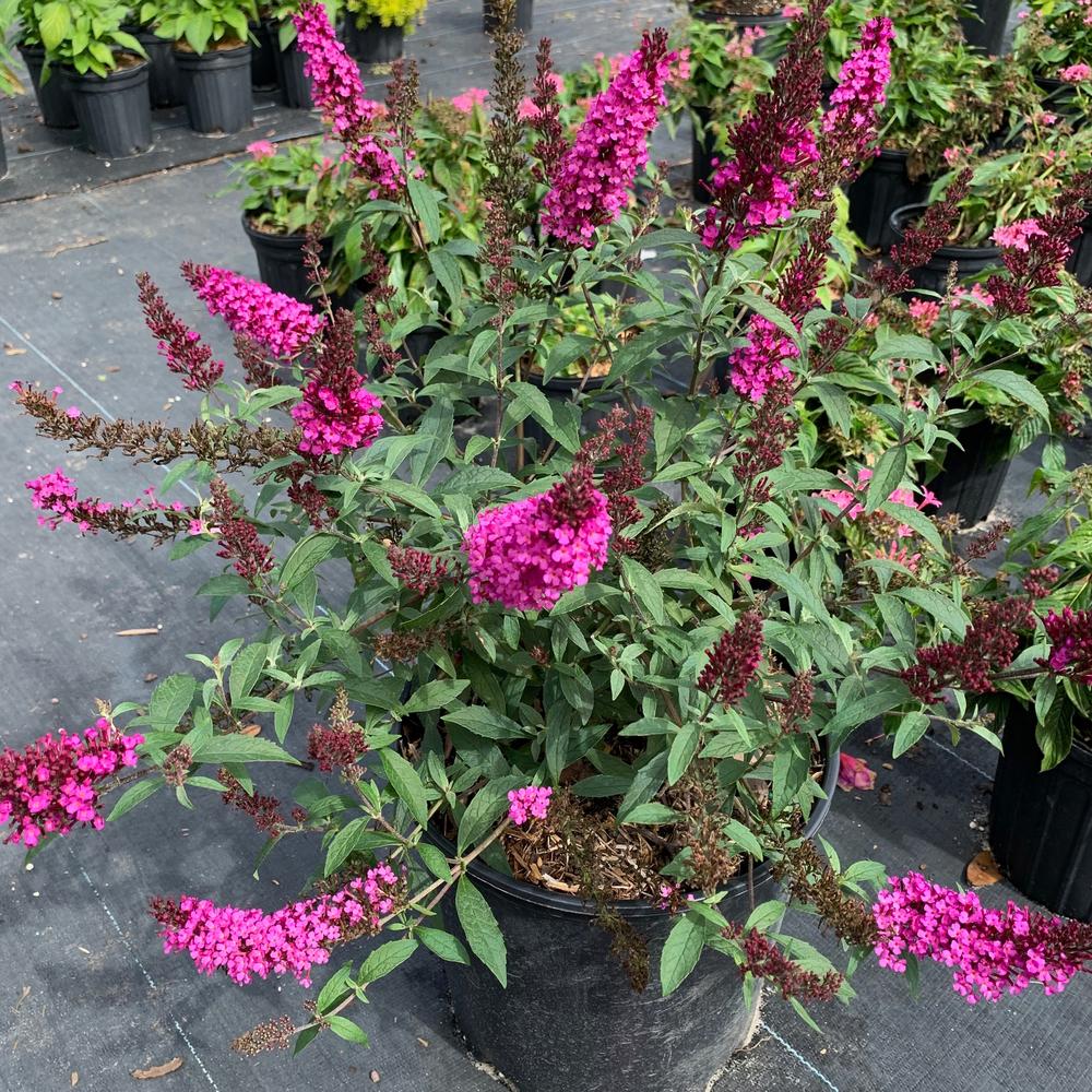 OnlinePlantCenter 3 Gal. Buzz Hot Raspberry Butterfly Bush Buddleia