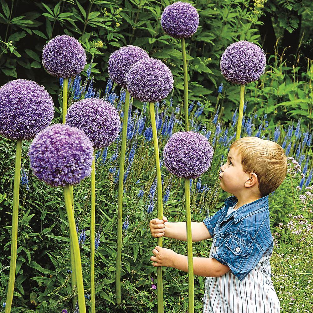 Spring Hill Nurseries Gladiator Allium Bulbs 1 Pack 70583 The Spring Hill Nurseries Gladiator Allium Bulbs 1 Pack
