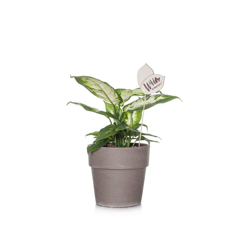 Wild Interiors 5 In Ffenbachia A Terra Cotta Pot 200147 The Wild Interiors 5 In Ffenbachia A Terra Cotta Pot