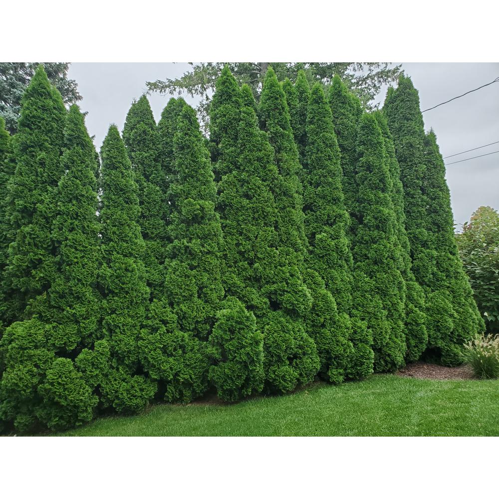 2 Gal. Emerald Green Arborvitae Plant13THU2EGR The Home