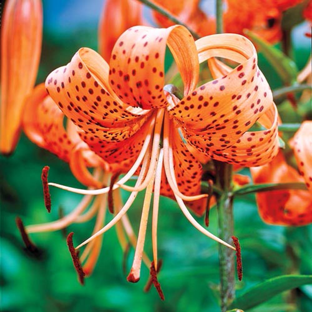 Lily Flower Bulbs Garden Plants Flowers The Home Depot Orange Tiger Lily Bulbs 3 Pack