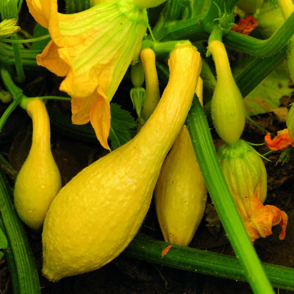 seeds-of-change-yellow-squash-crookneck-seeds-pack-01068-the-home-depot