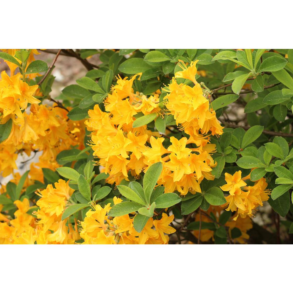 Online Orchards 1 Gal. Lemon Lights Azalea Shrub Shades of Dazzling