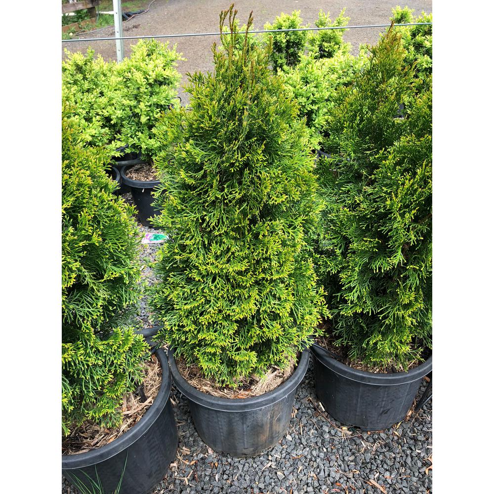 Online Orchards 1 Gal Emerald Green Arborvitae Shrub Cfar001 The Home Depot