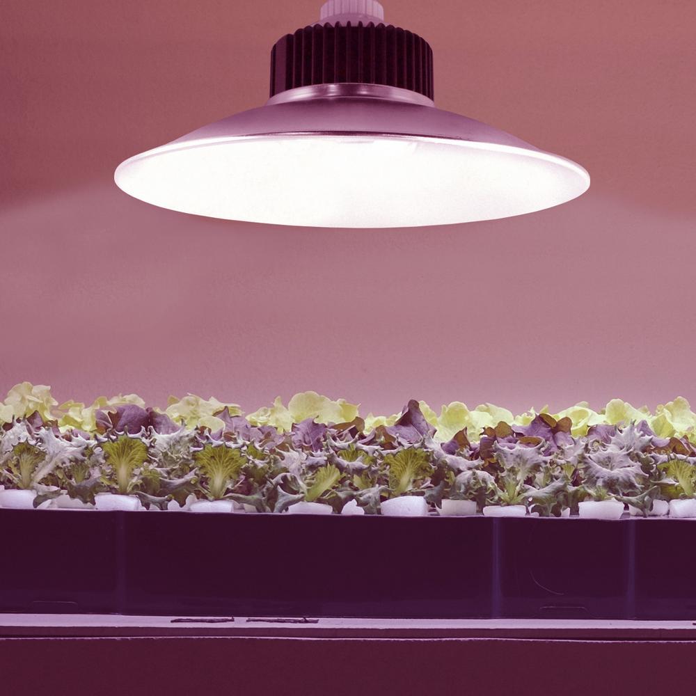 Stonepoint Led Lighting 33 Watts Reflector Grow Light Bulb 1 Stonepoint Led Lighting 33 Watts Reflector Grow Light Bulb 1