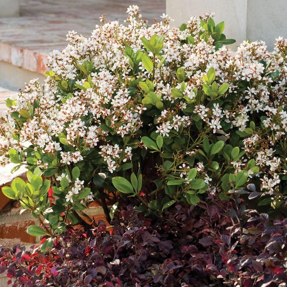 southern-living-plant-collection-3-gal-spring-sonata-indian-hawthorn