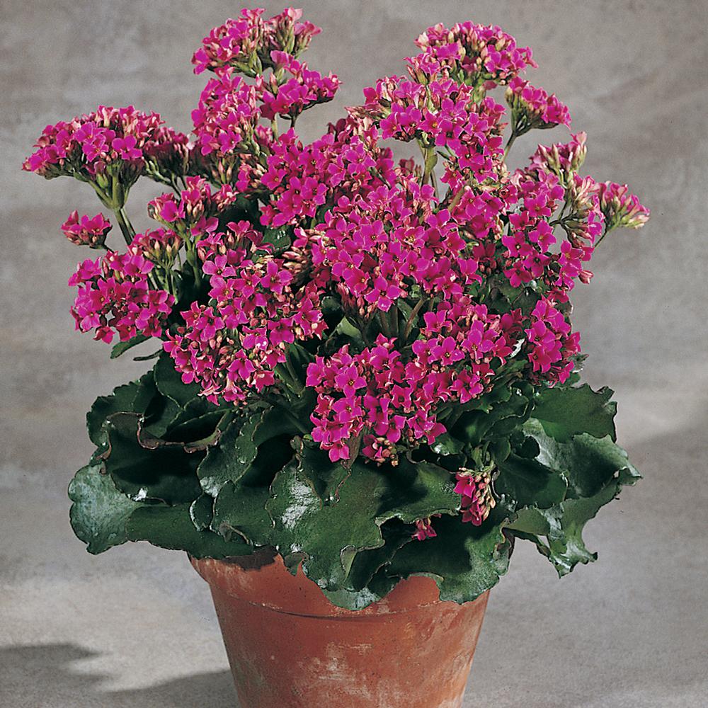 Vigoro 2.5 Qt. Purple Flowering Kalanchoe Plant40495