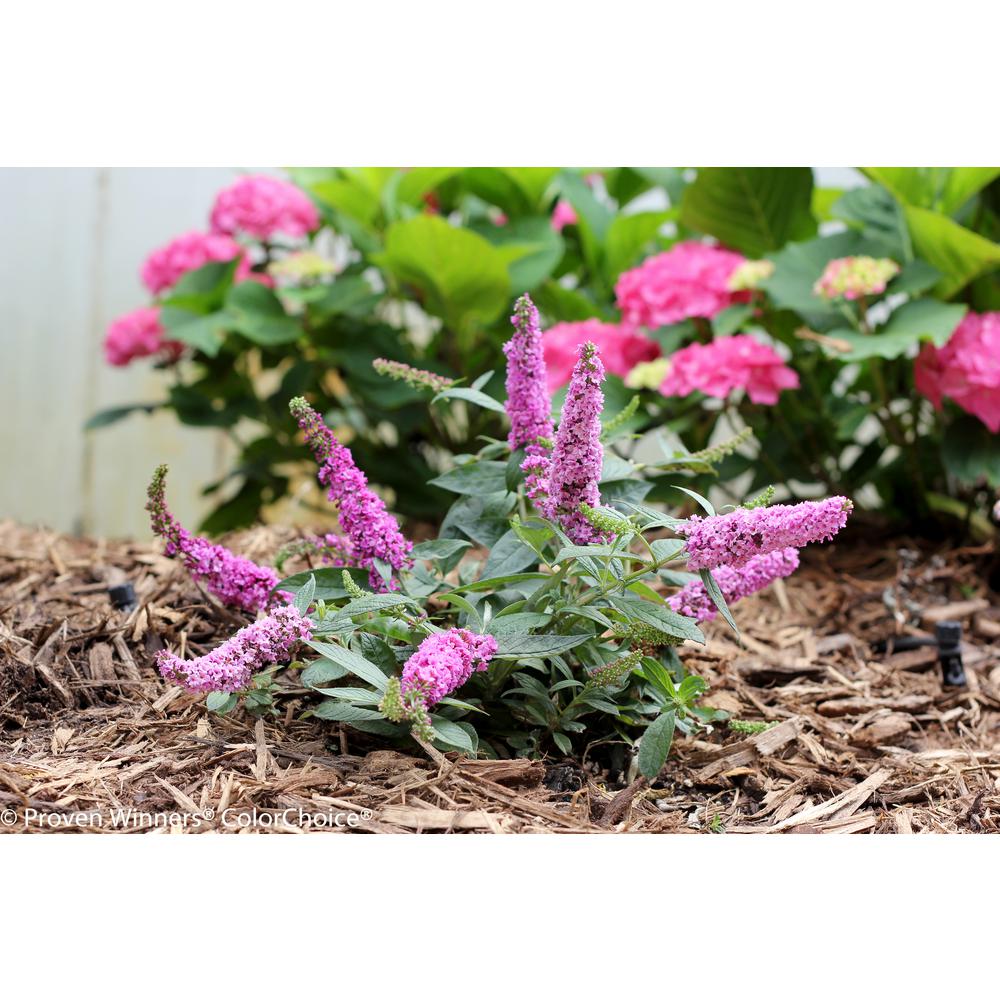 Proven Winners 1 Gal. Lo and Behold 'Pink Micro Chip' Butterfly Bush (Buddleia) Live Shrub in