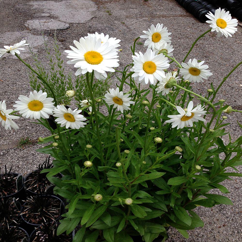 OnlinePlantCenter 1 Gal. Dwarf White Snowcap Shasta Daisy PlantL845G1