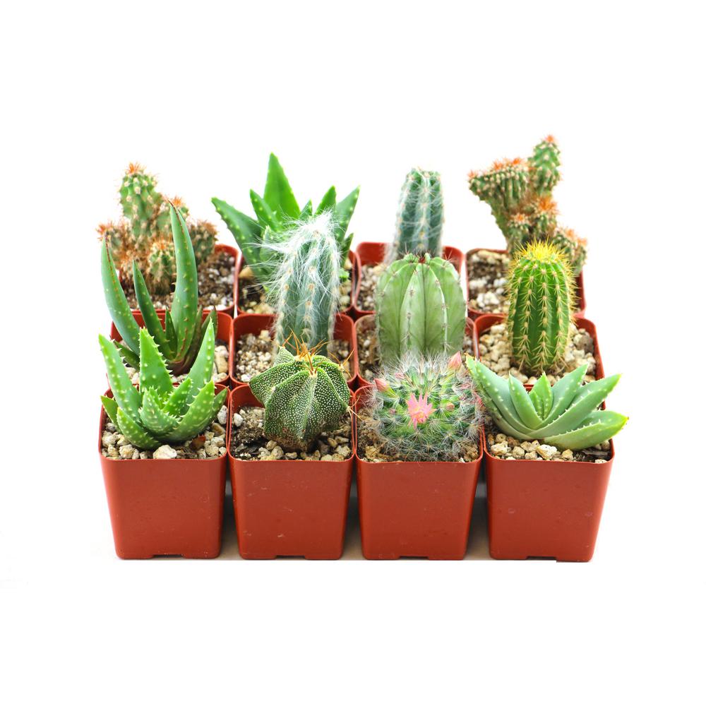 Shop Succulents Hardy Cacti and Succulent Plants (12Pack)12HARAS2