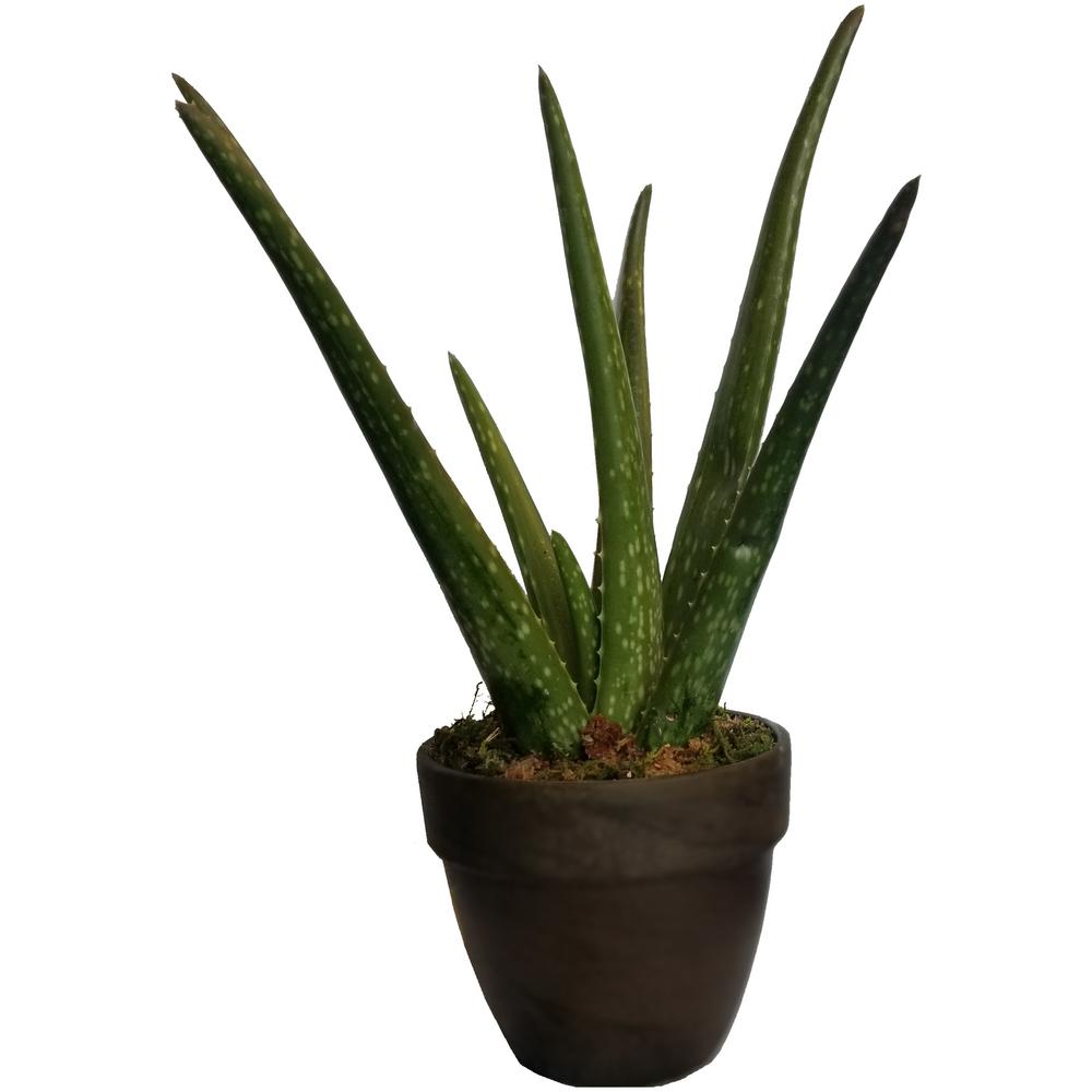 Aloe Vera Desktop Plant in 4 inch Clay PotDTAlV004 The