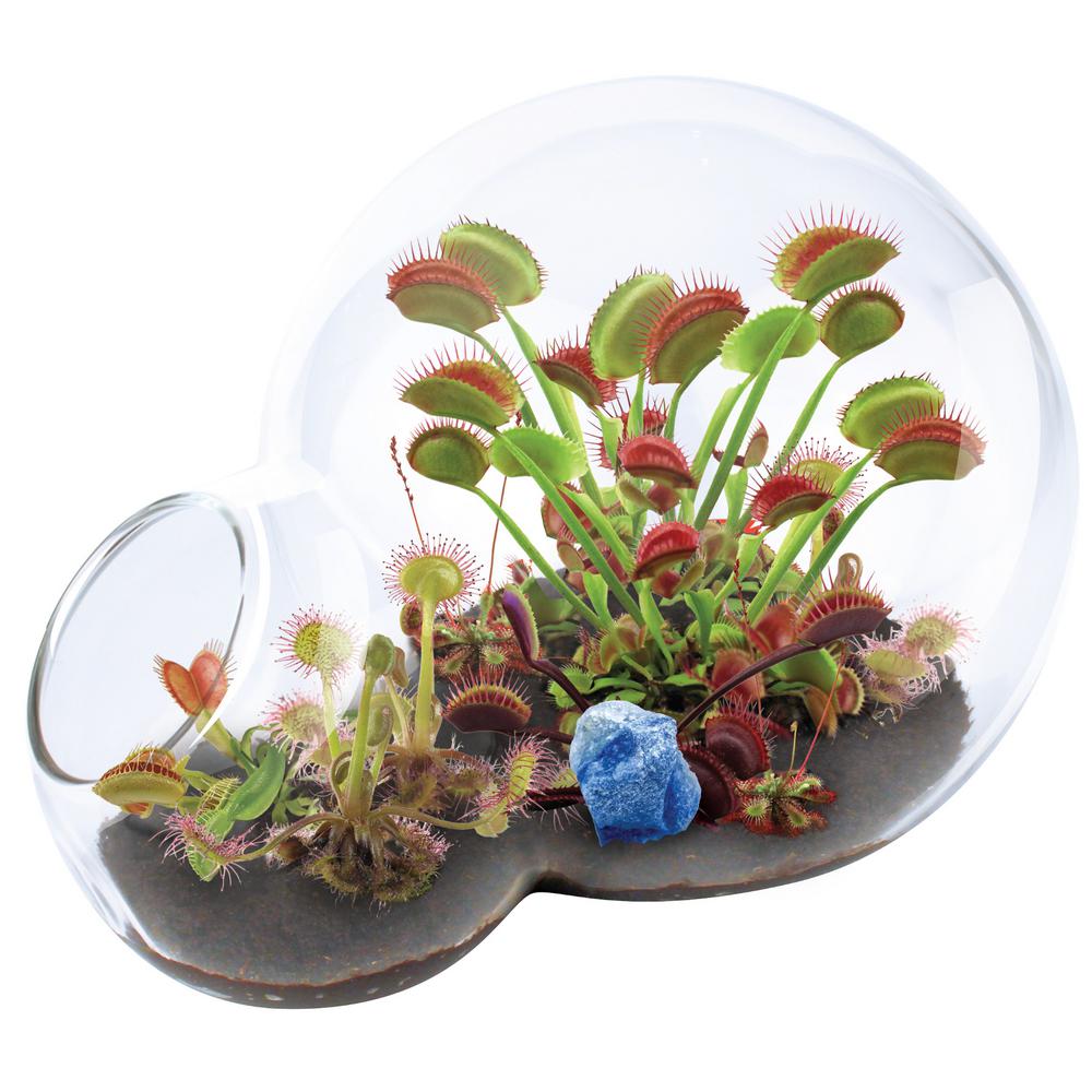 UNIQUE GARDENER Double Sphere Glass Terrariums Carnivorous