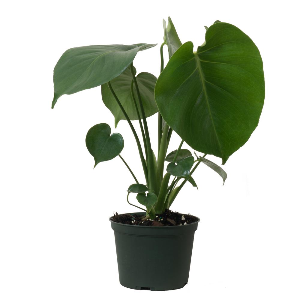 14 in. to 18 in. Tall Monstera Swiss Cheese Plant Multi