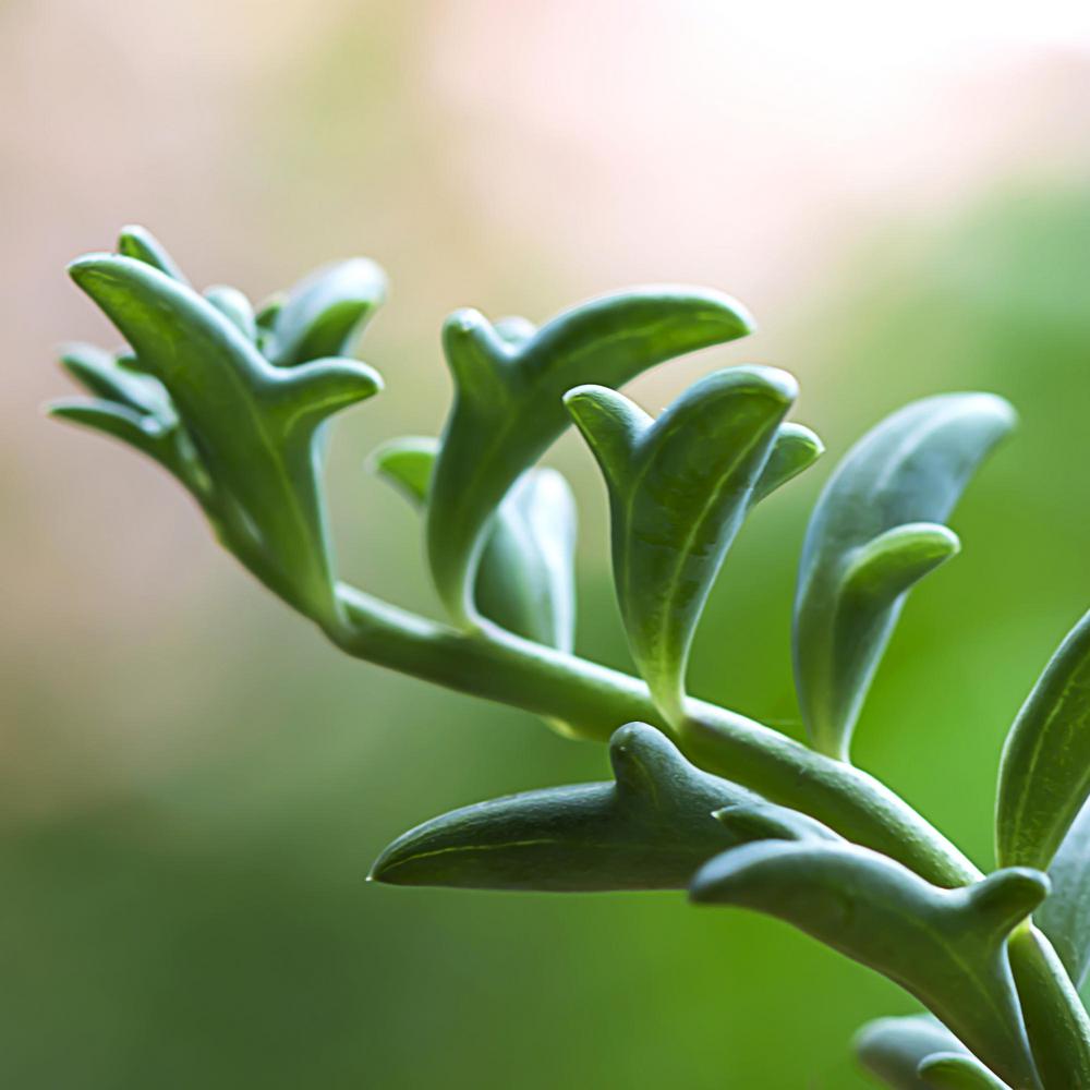 National Plant Network 4 In. String of Dolphins Senecio