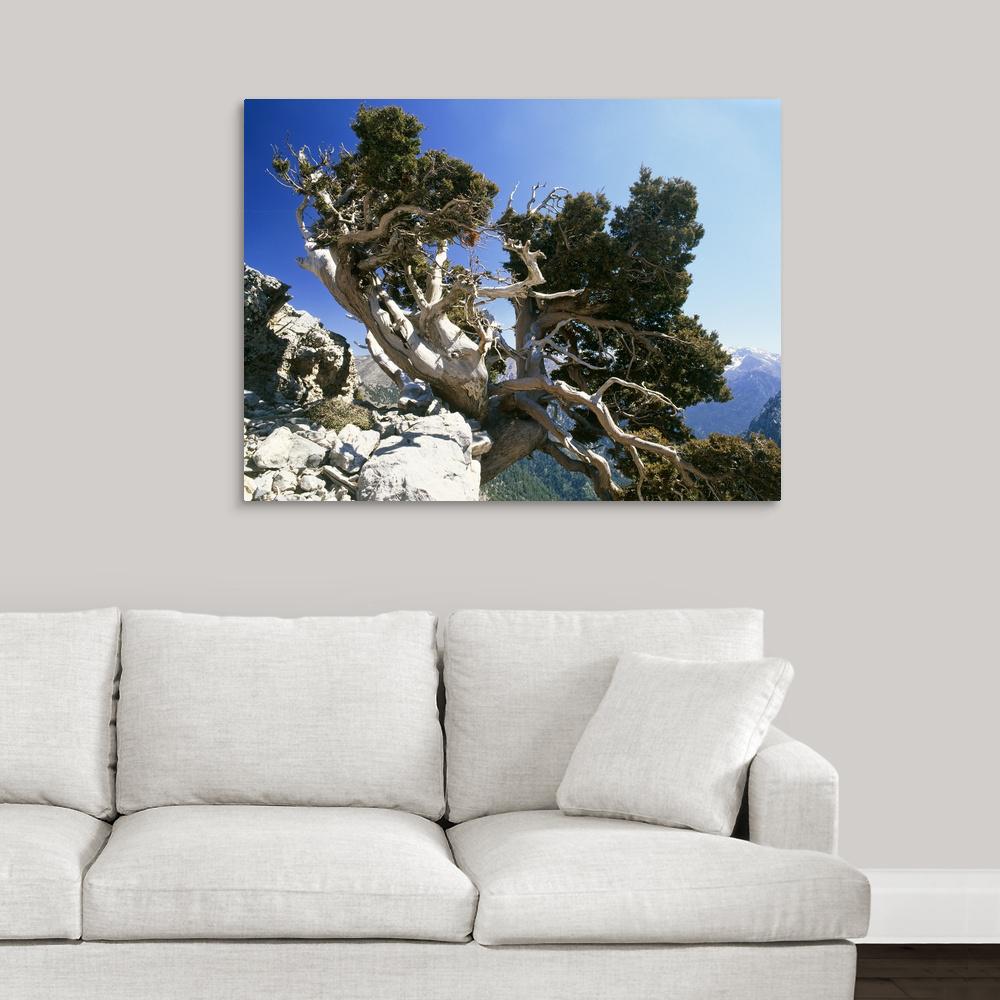 GreatBigCanvas "Italian cypress tree (Cupressus sp.)" by Bob Gibbons