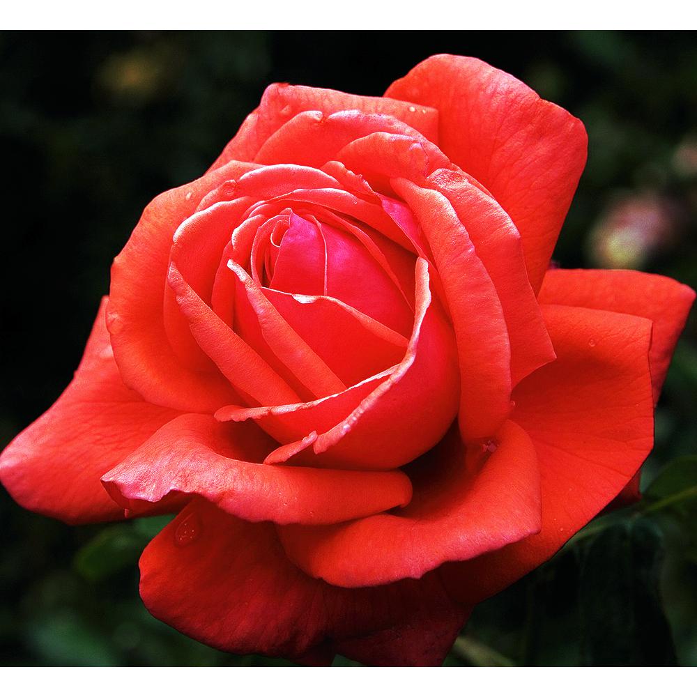 Mea Nursery Fragrant C Cloud Hybrid Tea Rose Plant Fragrant Cloud Hybrid Tea Rose Plant