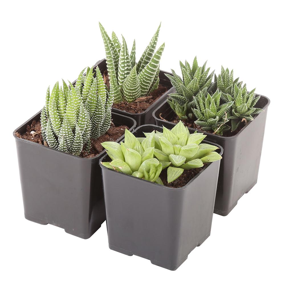 Costa Farms Small Succulents Haworthia Orted In 2 5 Grower Costa Farms Small Succulents Haworthia Orted In 2 5 Grower Pot 4 Pack
