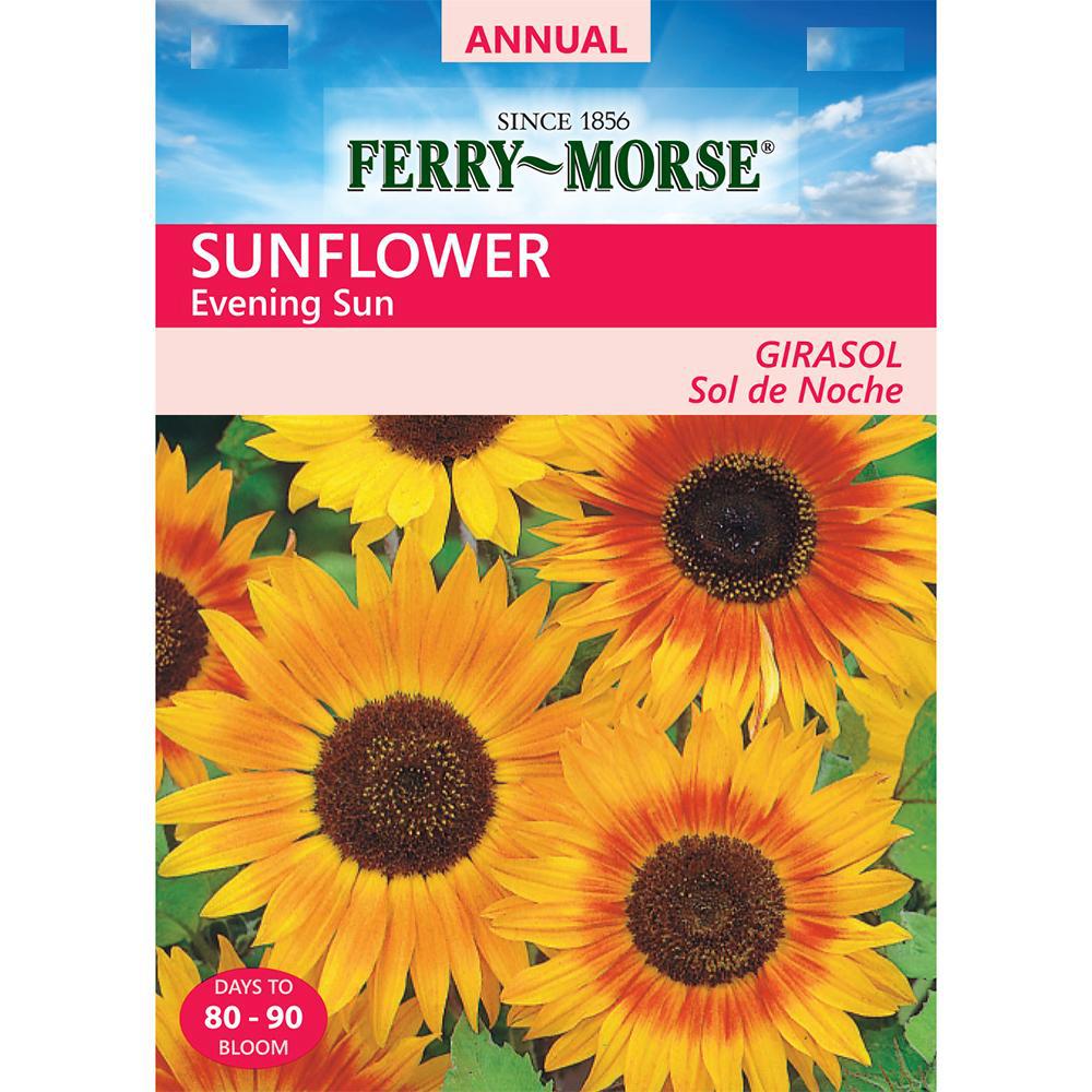 Ferry-Morse Sunflower Evening Sun Seed-1501 - The Home Depot