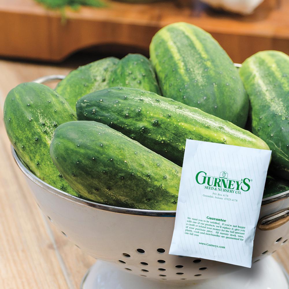 Gurney's Cucumber Pickling Miss Pickler Hybrid (50 Seed Packet)14534