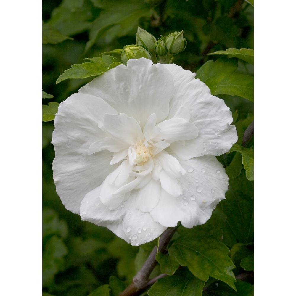 Proven Winners 4 5 In Qt White Chiffon Rose Of Sharon Hibiscus Live Shrub Flowers Proven Winners 4 5 In Qt White Chiffon Rose Of Sharon Hibiscus Live Shrub Flowers