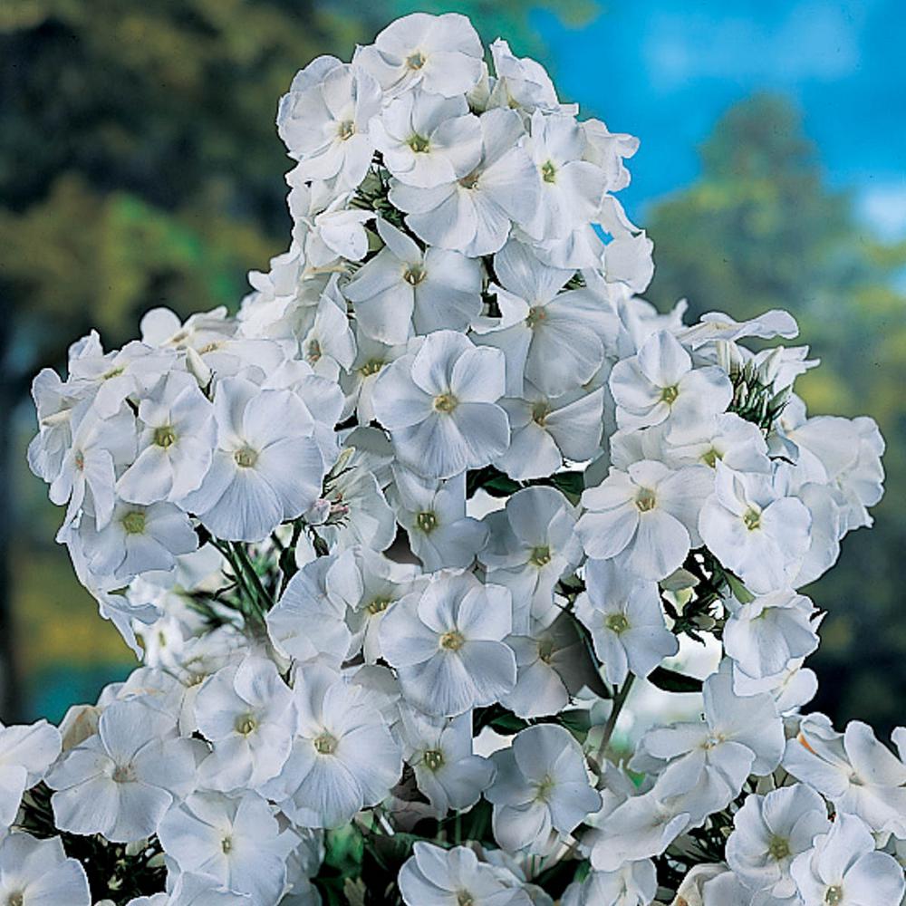 Spring Hill Nurseries White Flowers David Tall Phlox, Live 