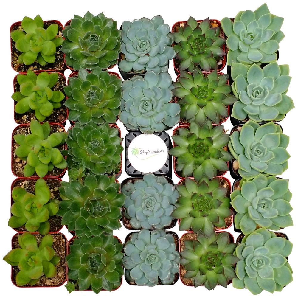 2 in. Assorted Succulent (Collection of 64)A64 The Home Depot