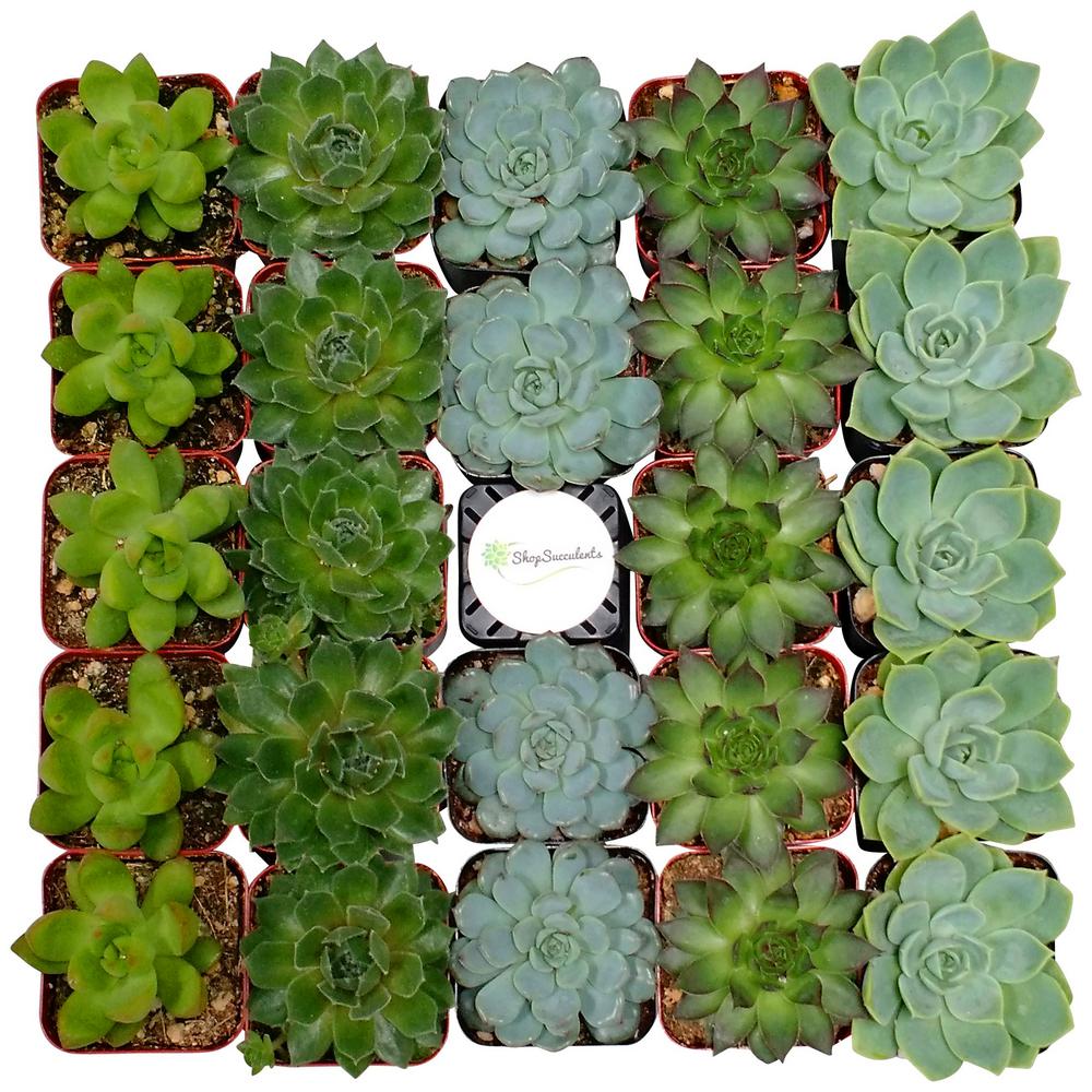 Succulents & Cactus Plants Garden Plants & Flowers The Home Depot