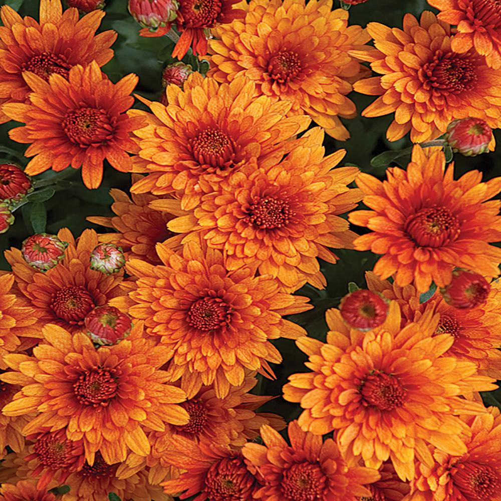 8 Orange Chrysanthemum Plant30374 The Home Depot