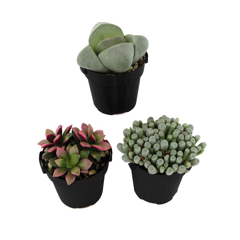2 5 in Assorted Mimicry Succulent Plant  3 Pack 0881001 