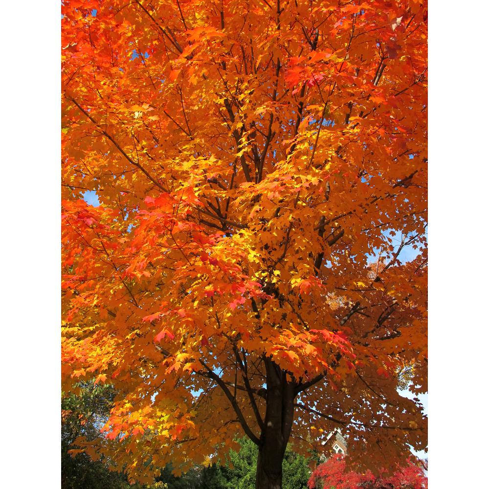 Online Orchards Sugar Maple Tree Bare Root Shsm002 The Home Depot