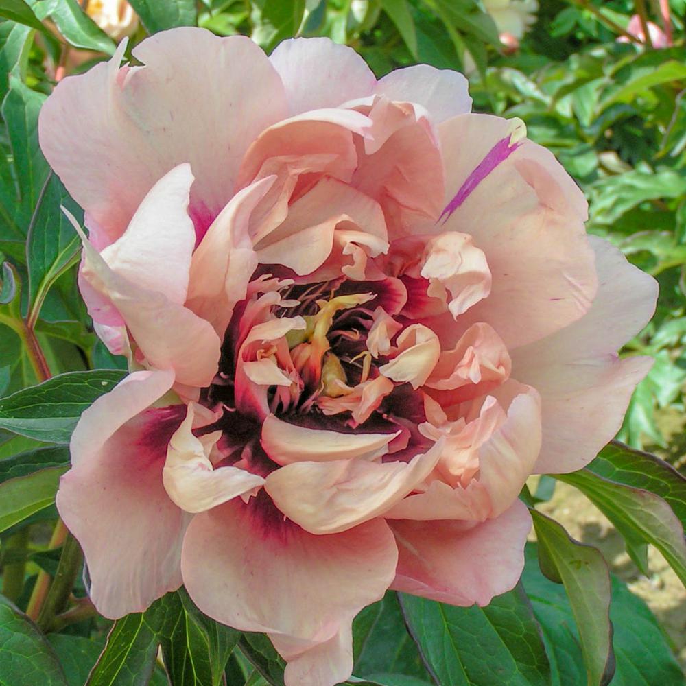 Spring Hill Nurseries 4 In Pot Itoh Peony Oochigeas Paeonia Live Pot Itoh Peony Oochigeas Paeonia Live Potted Perennial Light Orange Pink Flowers