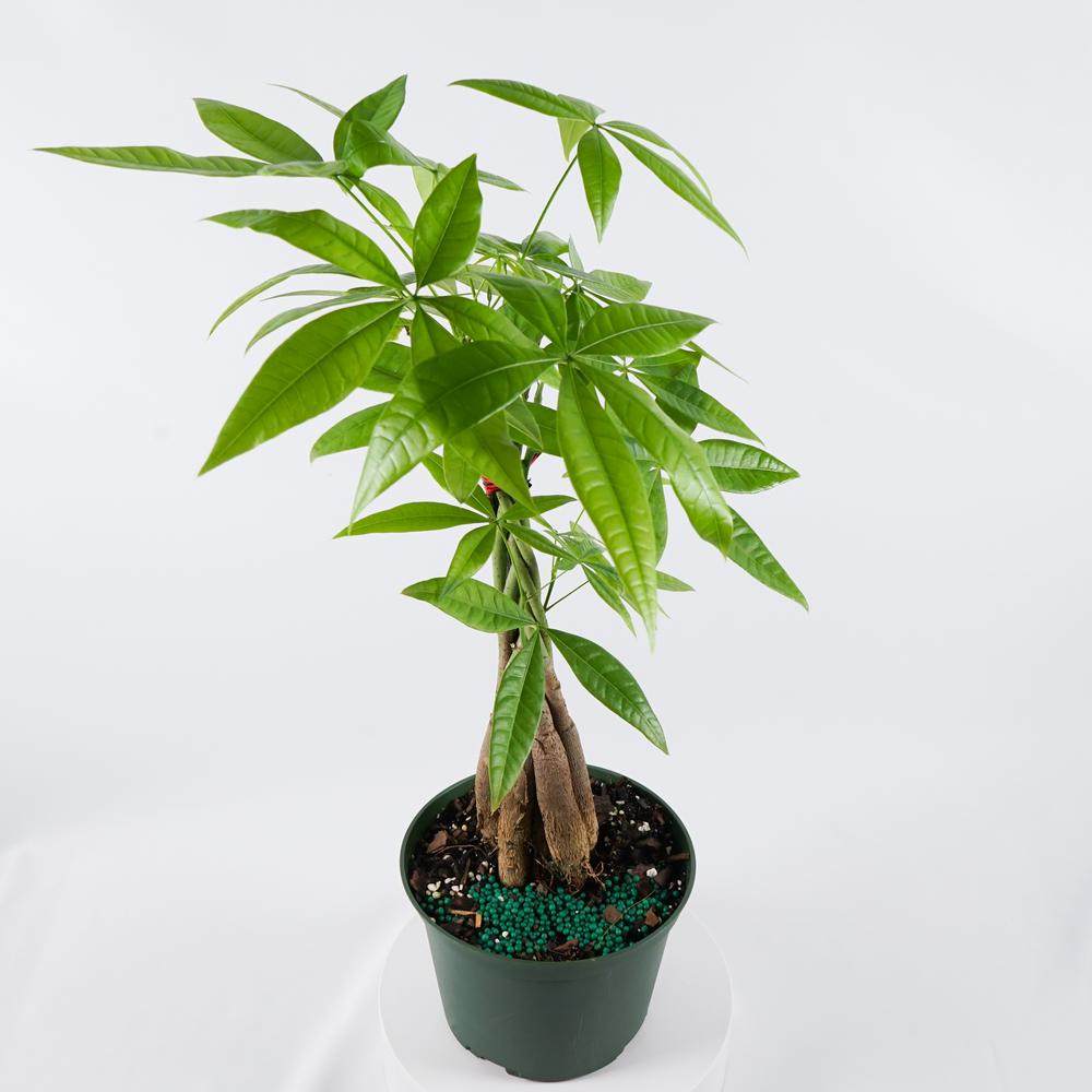 Money Tree Braided (Pachira Aquatica