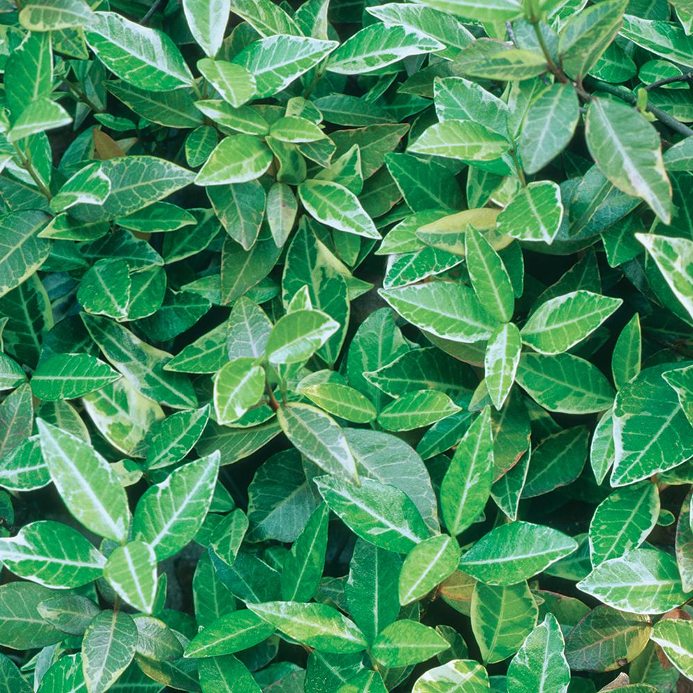 Vigoro 1.71Pint Variegated Asian Jasmine Vine17291 The