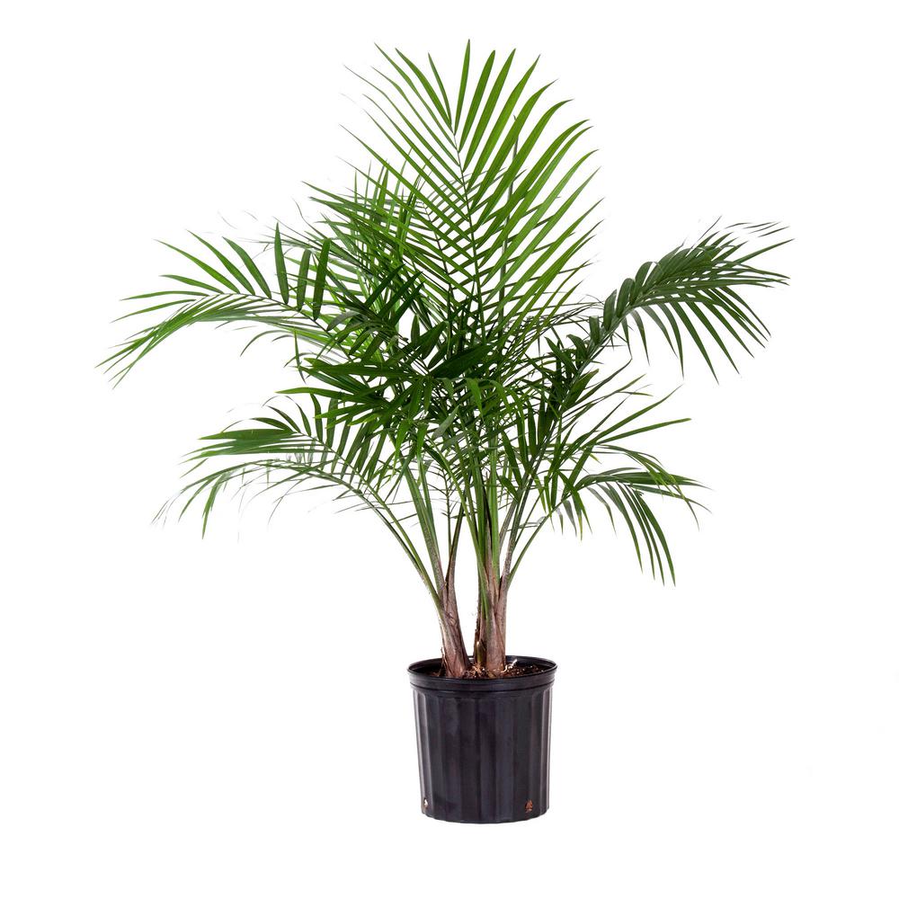 Dark Green Fronds 3g Pot 28 30 Tall American Plant Exchange Majesty Palm Indoor Outdoor Real Live Houseplant Gardening Patio Lawn Garden Sailingschool Pl