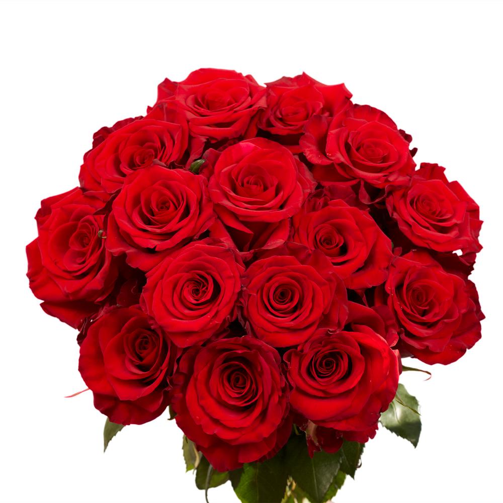 Globalrose Fresh Dark Red Color Roses (250 Stems)-red ...