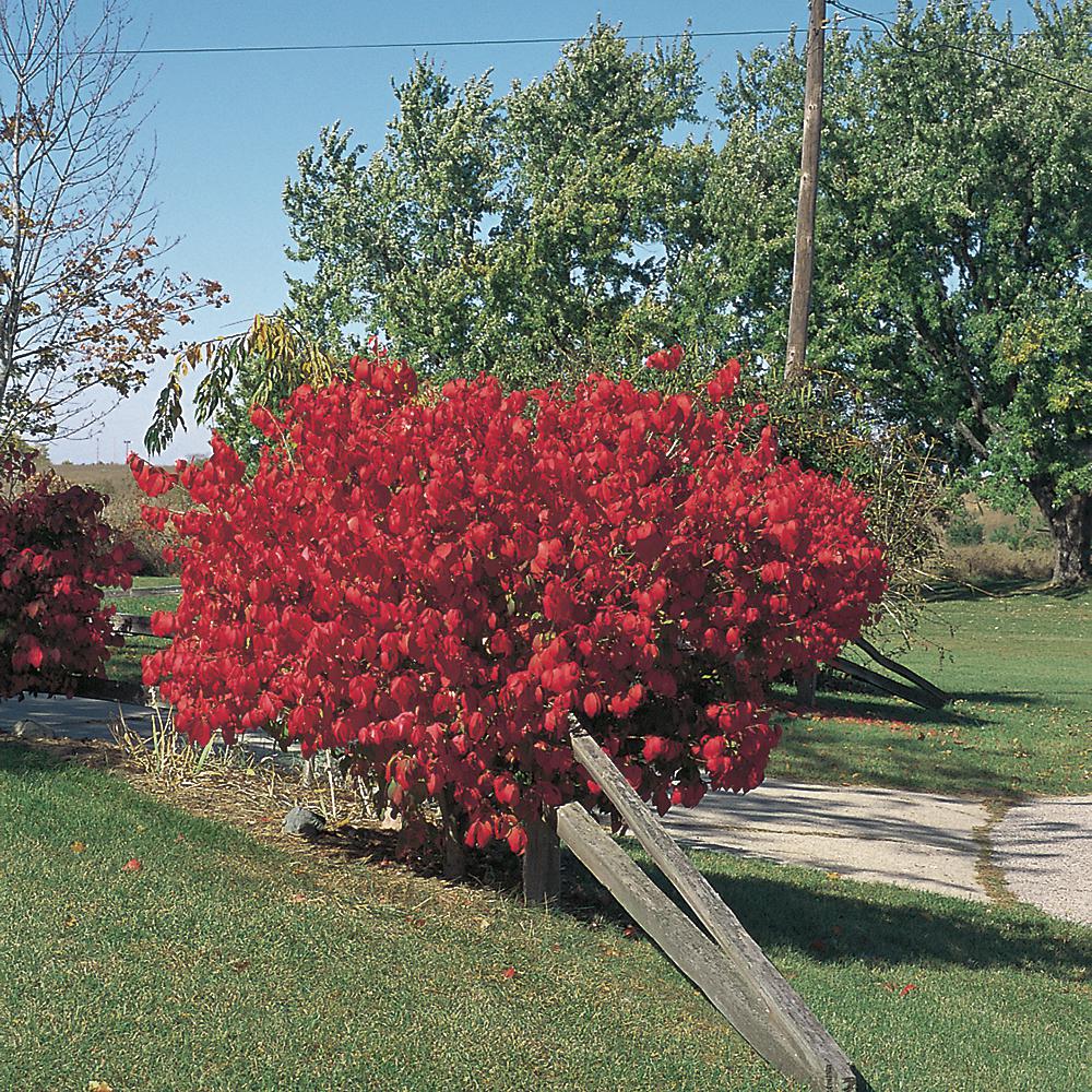 3 Gal. Dwarf Burning Bush Euonymus Shrub2238 The Home Depot