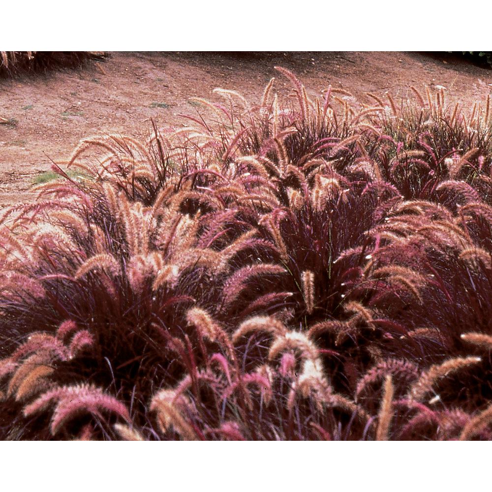 Proven Winners Graceful Grasses Red Riding Hood Dwarf Purple Fountain