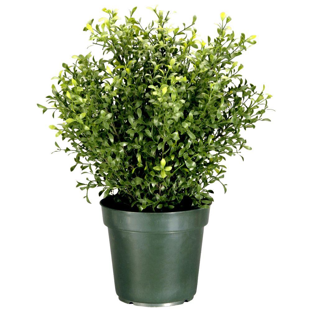 National Tree Company 30 in. Argentea Artificial Plant in ...