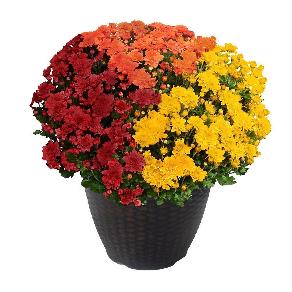 13 in. Chrysanthemum (Mum) Plant in a Decorative Pot with Orange, Red