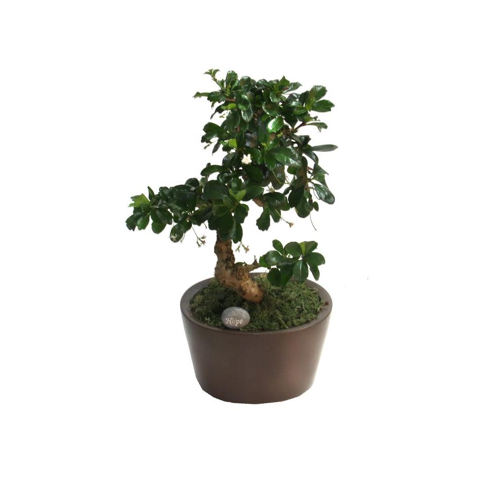 costa-farms-bonsai-small-6-in-fukien-tea-ceramic-pot-bd06-the-home-depot