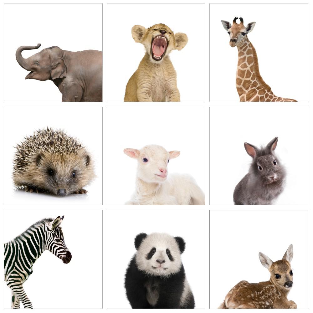 12 in. x 12 in. "Baby Animal Studio Portraits" by In House Art Printed Canvas Wall Art 9-Piece