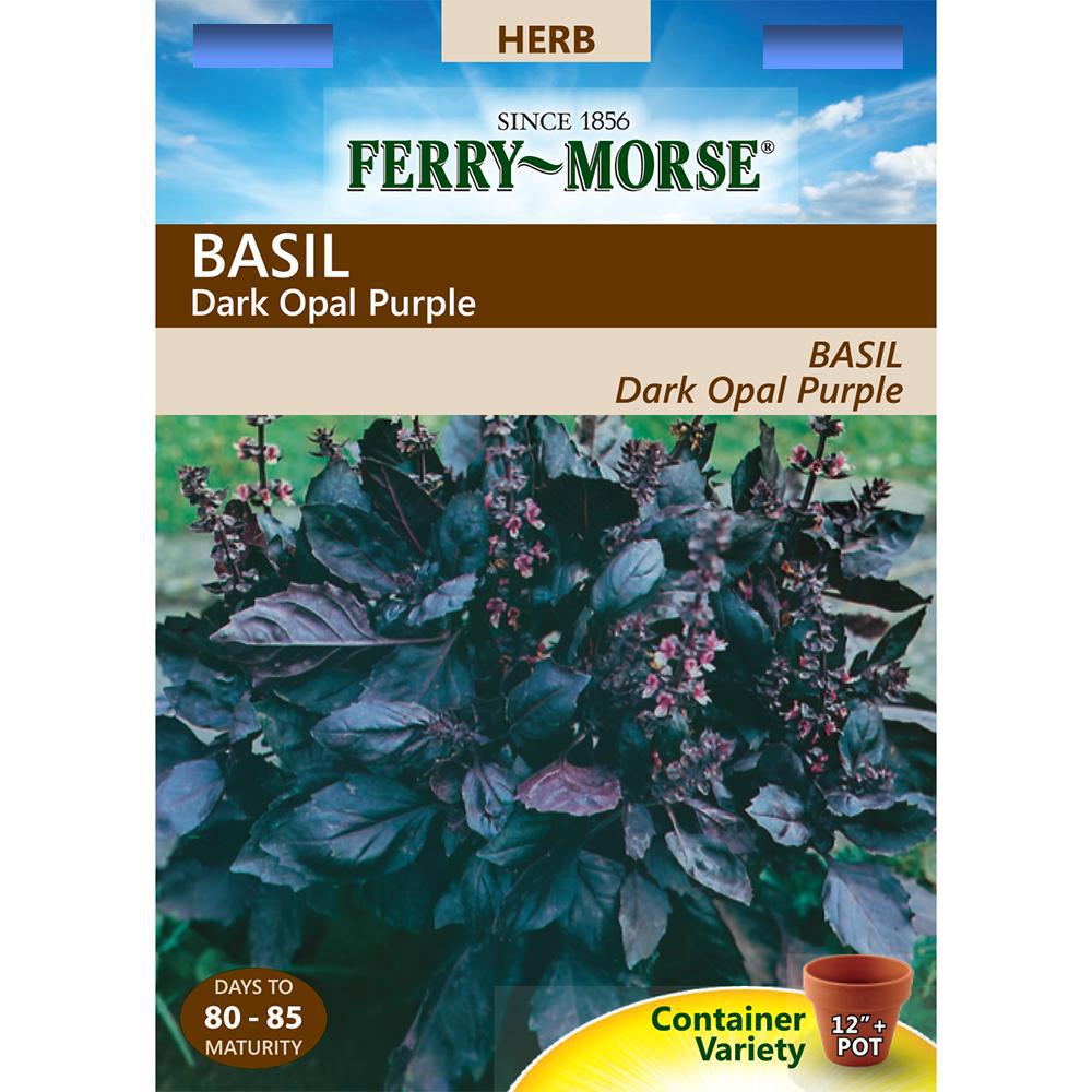 50//1600 Seeds NT Basil Purple Beautiful Foliage Aromatic Herb Opal