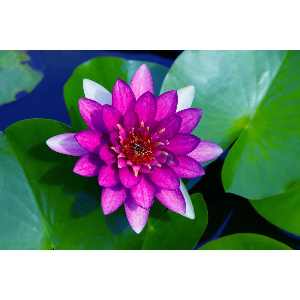 Van Zyverden Premium Series Water Lily Nero Kit - 