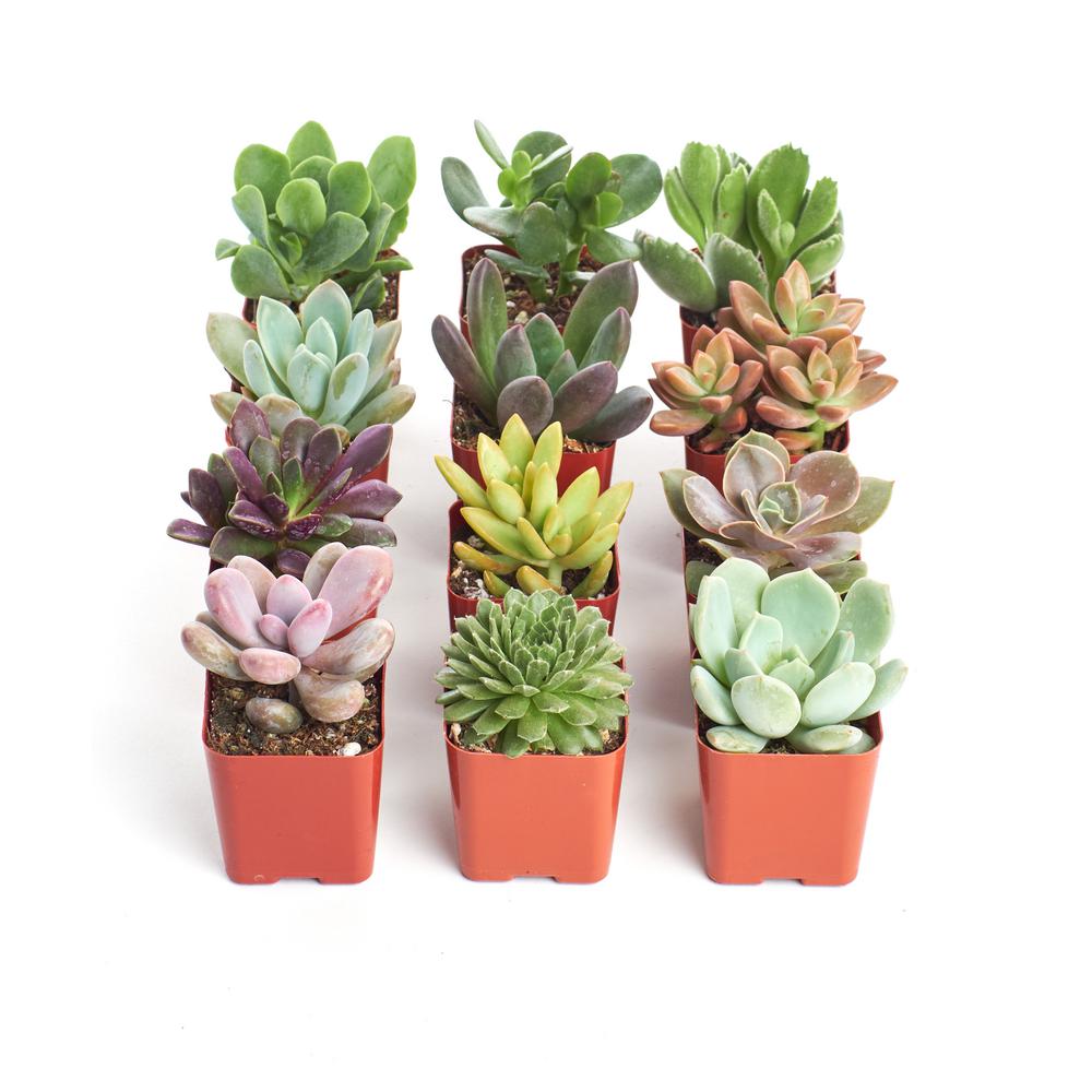 2 in. Unique Succulent (Collection of 12)-U12 - The Home Depot