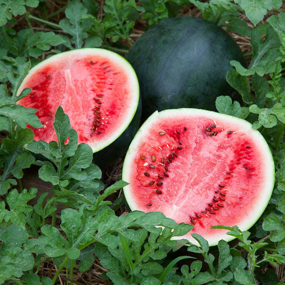 Bonnie Plants 4.5 in. 19.3 oz. WatermelonSugar Baby4105